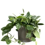 Scindapsus pictus 'Argyraeus' (Satin pothos, silk pothos, silver pothos)