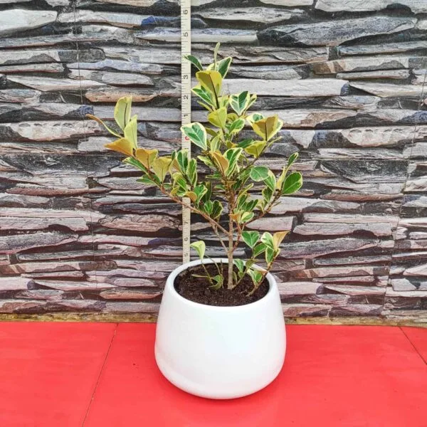 Ficus Triangularis Variegata - Image 8