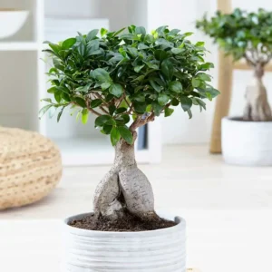 Ficus Microcarpa Ginseng Bonsai Plant