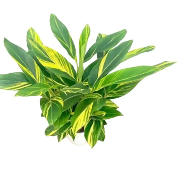 Alpinia zerumbet 'Variegata' (Shell Ginger) - Image 2