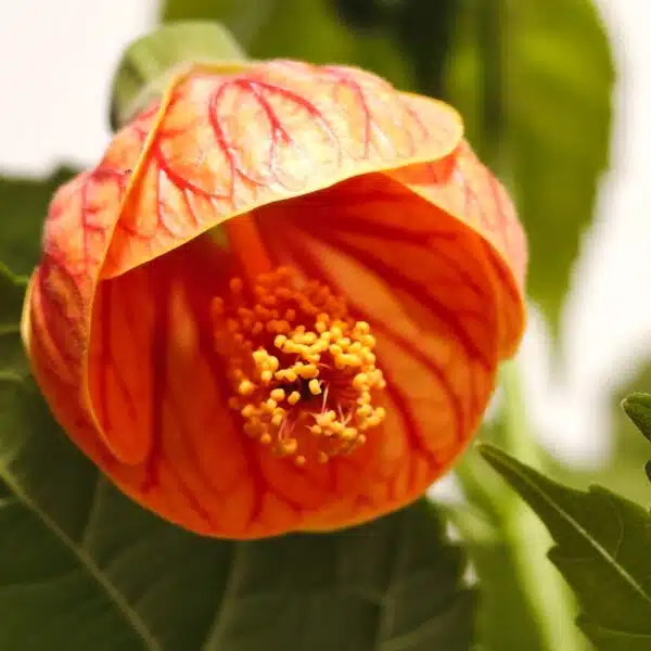 Chinese Lantern Hibiscus (Hibiscus schizopetalus) Red Color - Image 7