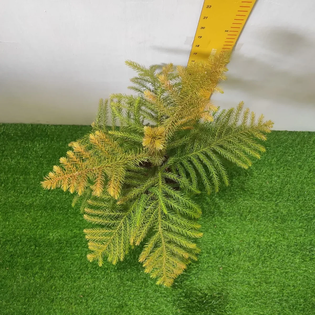 Araucaria cookii (Captain Cook's pine) - Image 2