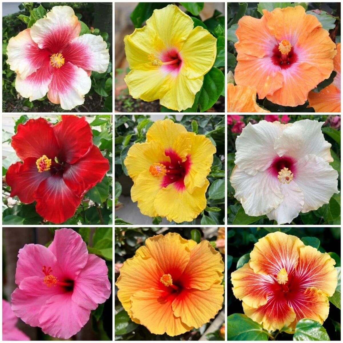 Hibiscus (Gudhal) hybrid dwarf Variety (Random color) - Image 1