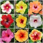 Hibiscus (Gudhal) hybrid dwarf Variety (Random color)
