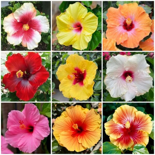 Hibiscus (Gudhal) hybrid dwarf Variety (Random color)