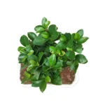 Ficus Microcarpa Ginseng Bonsai Plant - Image 13