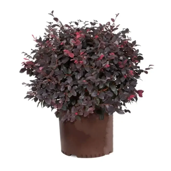 Loropetalum chinense(Chinese fringe flower) Plant - Image 4