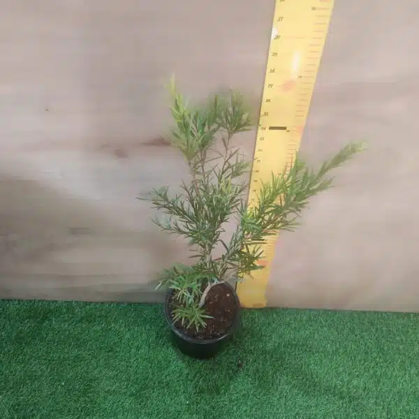 Red bottlebrush (Callistemon citrinus/crimson bottlebrush) - Image 11