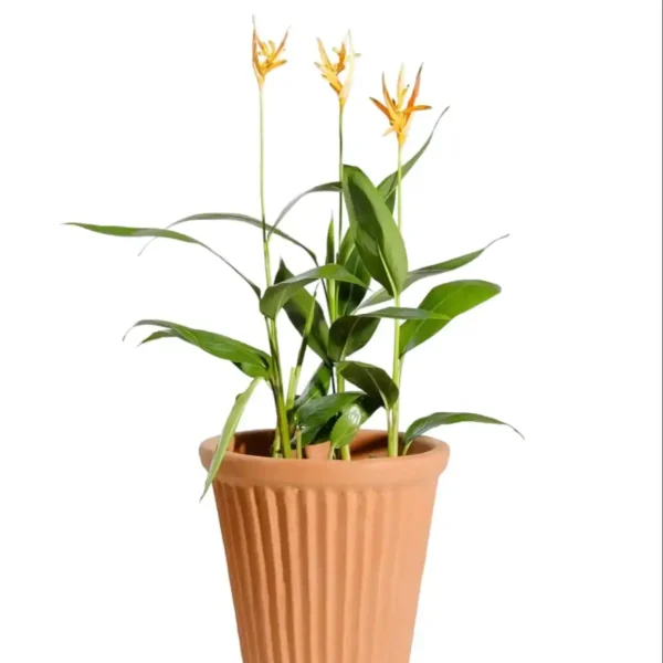 Heliconia Psittacorum - Image 8