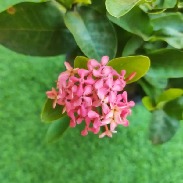 Ixora Rugmini Coccinea Dwarf Pink (Jungle Geranium / Flame of the Woods) - Image 4