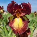 Iris Germanica Natchez Trace (Bearded Iris) Flower Bulb