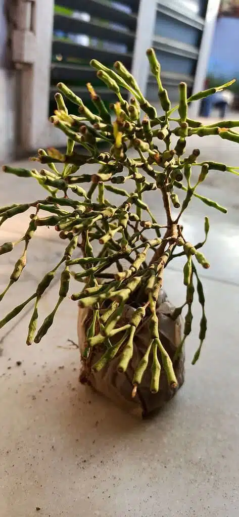 Buy Dancing Bones Cactus - Hatiora salicornioides - Unique and Captivating  Plant - PlantsHub