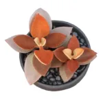 Kalanchoe orgyalis - Copper Spoons