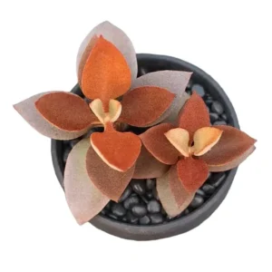 Kalanchoe orgyalis – Copper Spoons