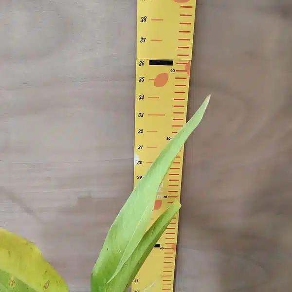 Heliconia Psittacorum - Image 5