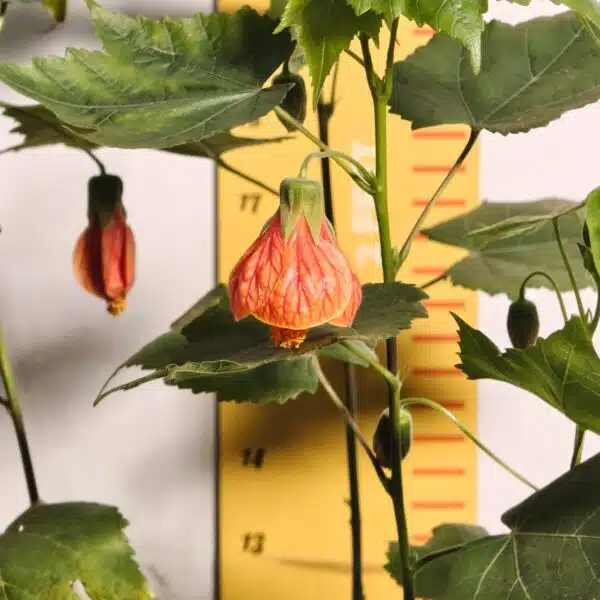 Chinese Lantern Hibiscus (Hibiscus schizopetalus) Red Color - Image 5
