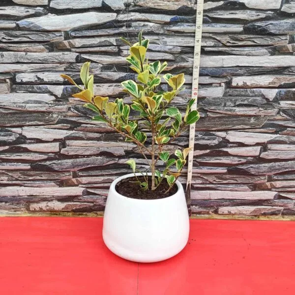 Ficus Triangularis Variegata - Image 6