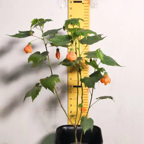 Chinese Lantern Hibiscus (Hibiscus schizopetalus) Red Color - Image 3