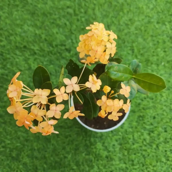 Ixora Rugmini Coccinea Dwarf Yellow 4