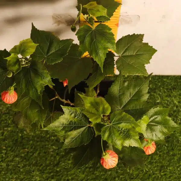 Chinese Lantern Hibiscus (Hibiscus schizopetalus) Red Color - Image 10