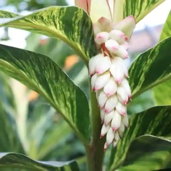 Alpinia zerumbet 'Variegata' (Shell Ginger) - Image 3