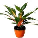 Fire Flash Spider Plant (Chlorophytum orchidastrum ‘Green Orange’)