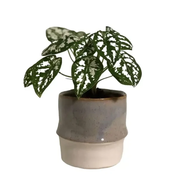 Caladium humboldtii 'Mini White'(Elephant Ear 'Mini) - Image 2