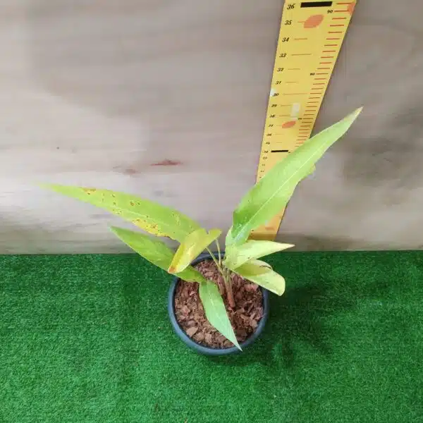 Heliconia Psittacorum - Image 4