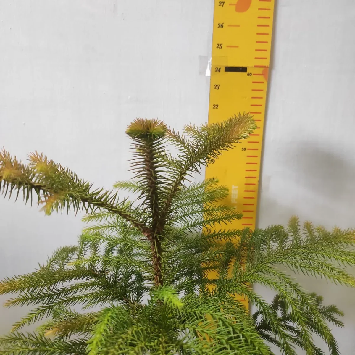 Araucaria cookii (Captain Cook's pine) - Image 5