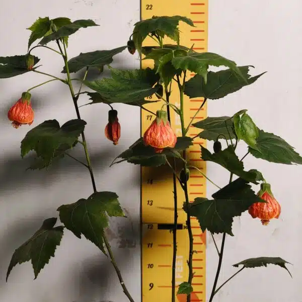 Chinese Lantern Hibiscus (Hibiscus schizopetalus) Red Color - Image 4