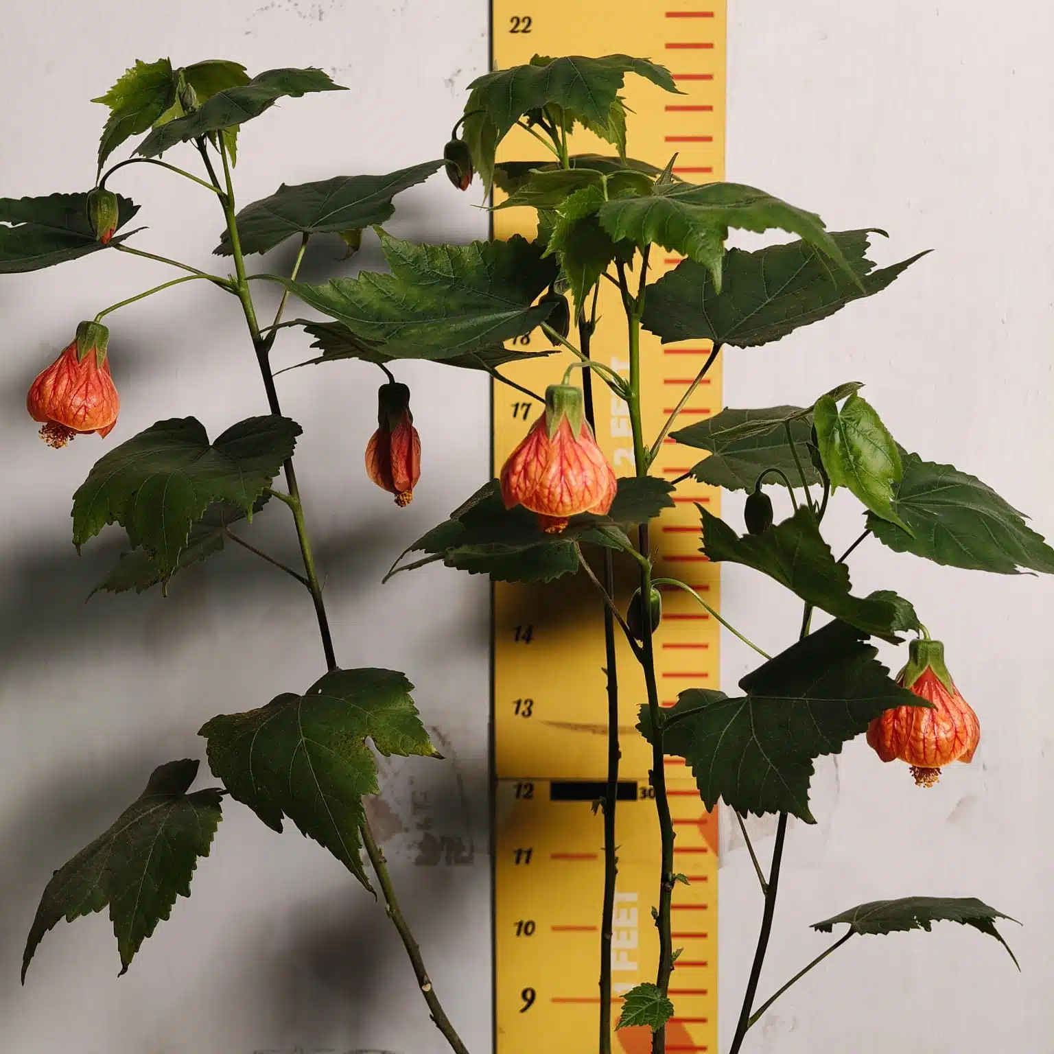 Chinese Lantern Hibiscus (Hibiscus schizopetalus) Red Color - Image 4