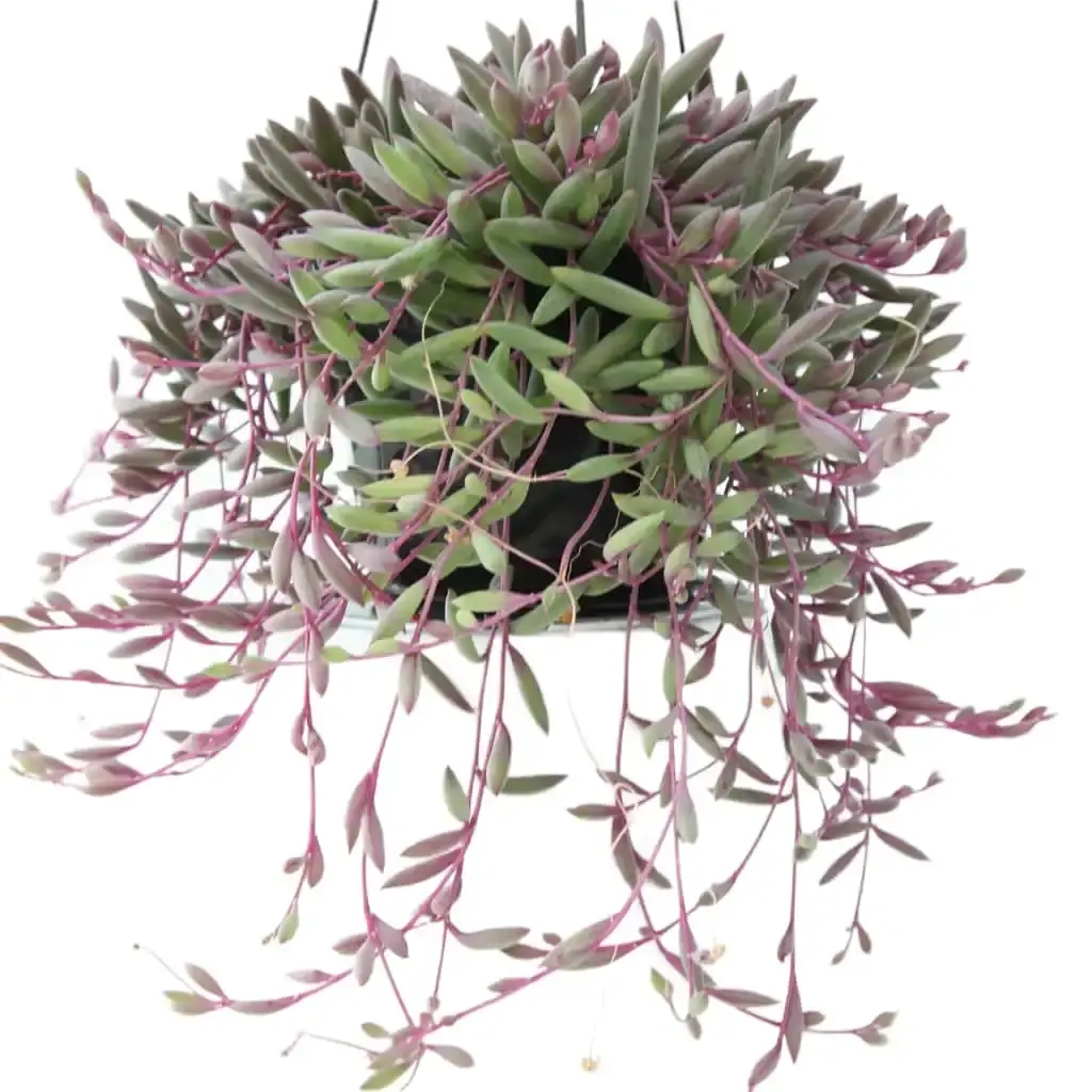 Buy 3 Othonna Capensis / Ruby Necklace Succulent Cuttings Online in India -  Etsy