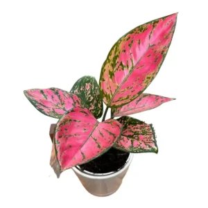 Aglaonema Favonian