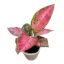 Aglaonema Favonian plant