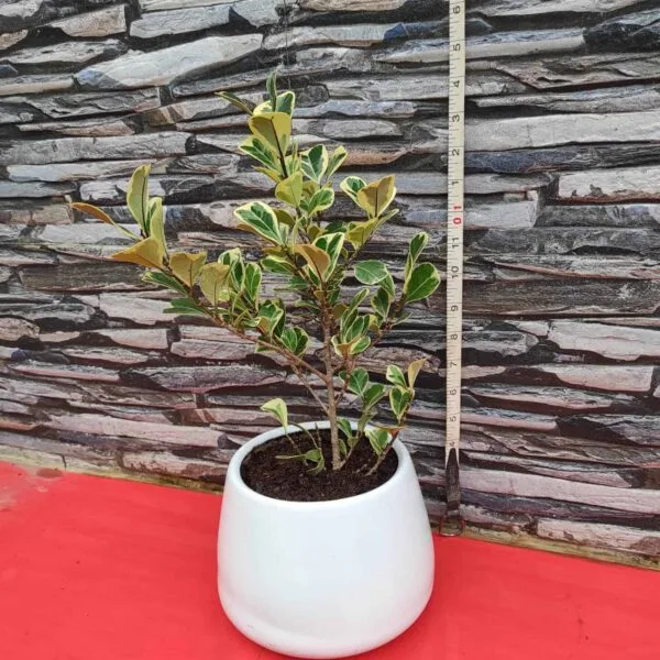 Ficus Triangularis Variegata - Image 7