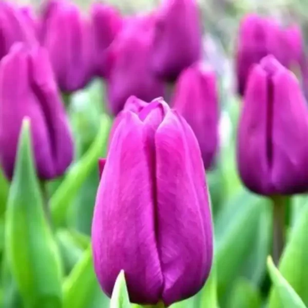 Holland Tulip Purple Prince Pack of 3 Bulbs