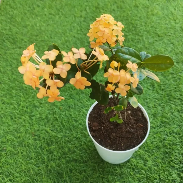 Ixora Rugmini Coccinea Dwarf Yellow 2