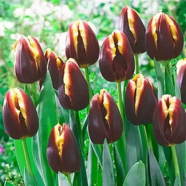 Holland  Tulip 'Doberman' (Triumph) bulbs