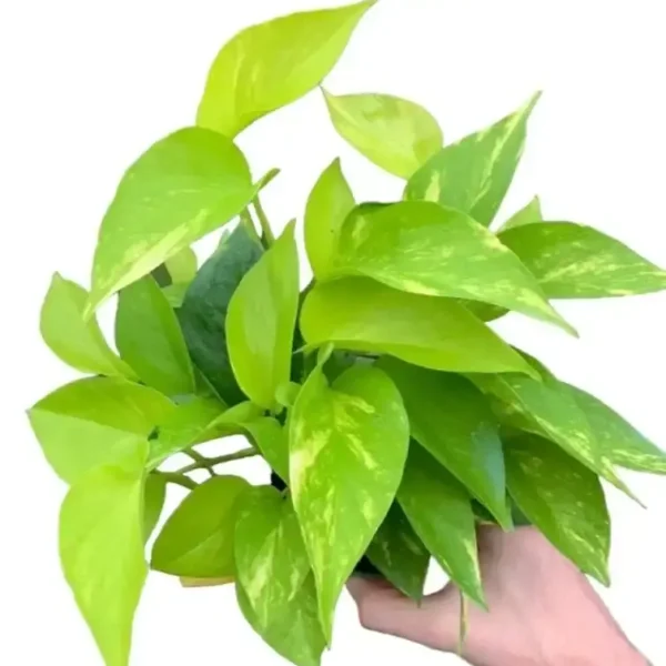 Variegated Neon Pothos (Epipremnum aureum ‘Neon Variegata’) - Image 2