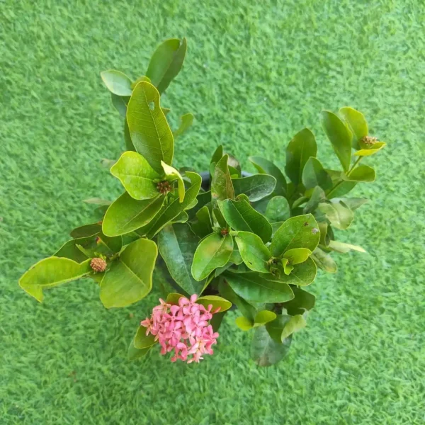 Ixora Rugmini Coccinea Dwarf Pink (Jungle Geranium / Flame of the Woods) - Image 3