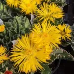 Faucaria tuberculosa (Tiger Jaws) Succulent