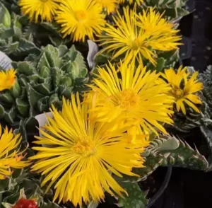 Faucaria tuberculosa (Tiger Jaws) Succulent
