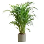 Areca palm