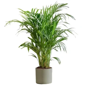 Areca palm
