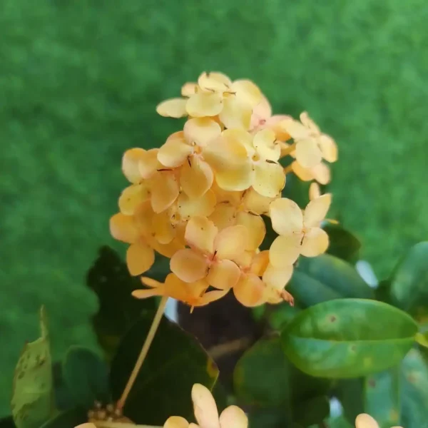 Ixora Rugmini Coccinea Dwarf Yellow 3