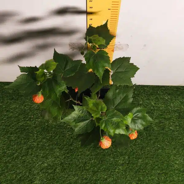 Chinese Lantern Hibiscus (Hibiscus schizopetalus) Red Color - Image 9