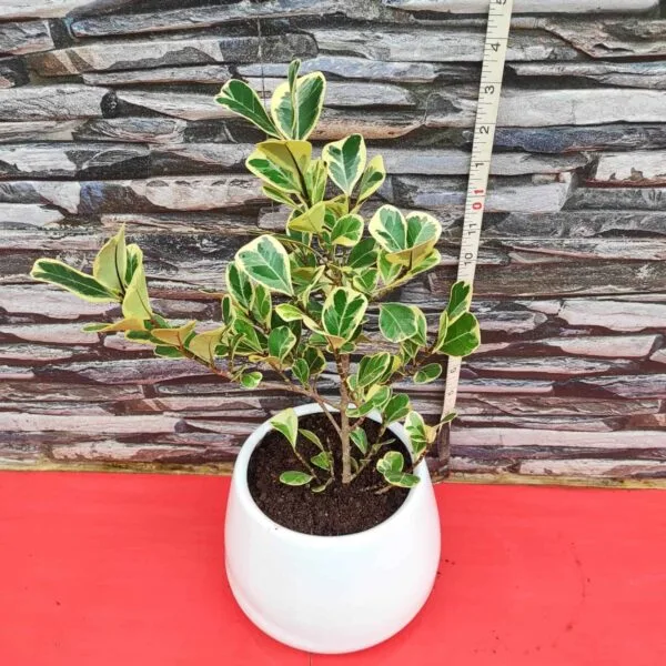 Ficus Triangularis Variegata - Image 9