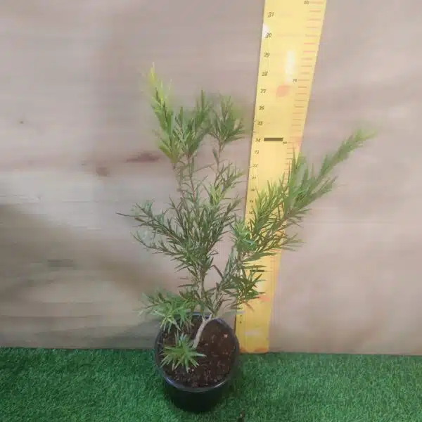 Red bottlebrush (Callistemon citrinus/crimson bottlebrush) - Image 9