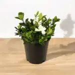 Indra Kamal (Gardenia Jasminoides) Celestial Star Double Bloom