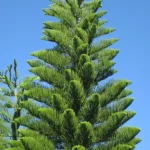 Araucaria cookii (Captain Cook's pine)